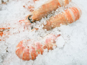 micro-ice-prawns